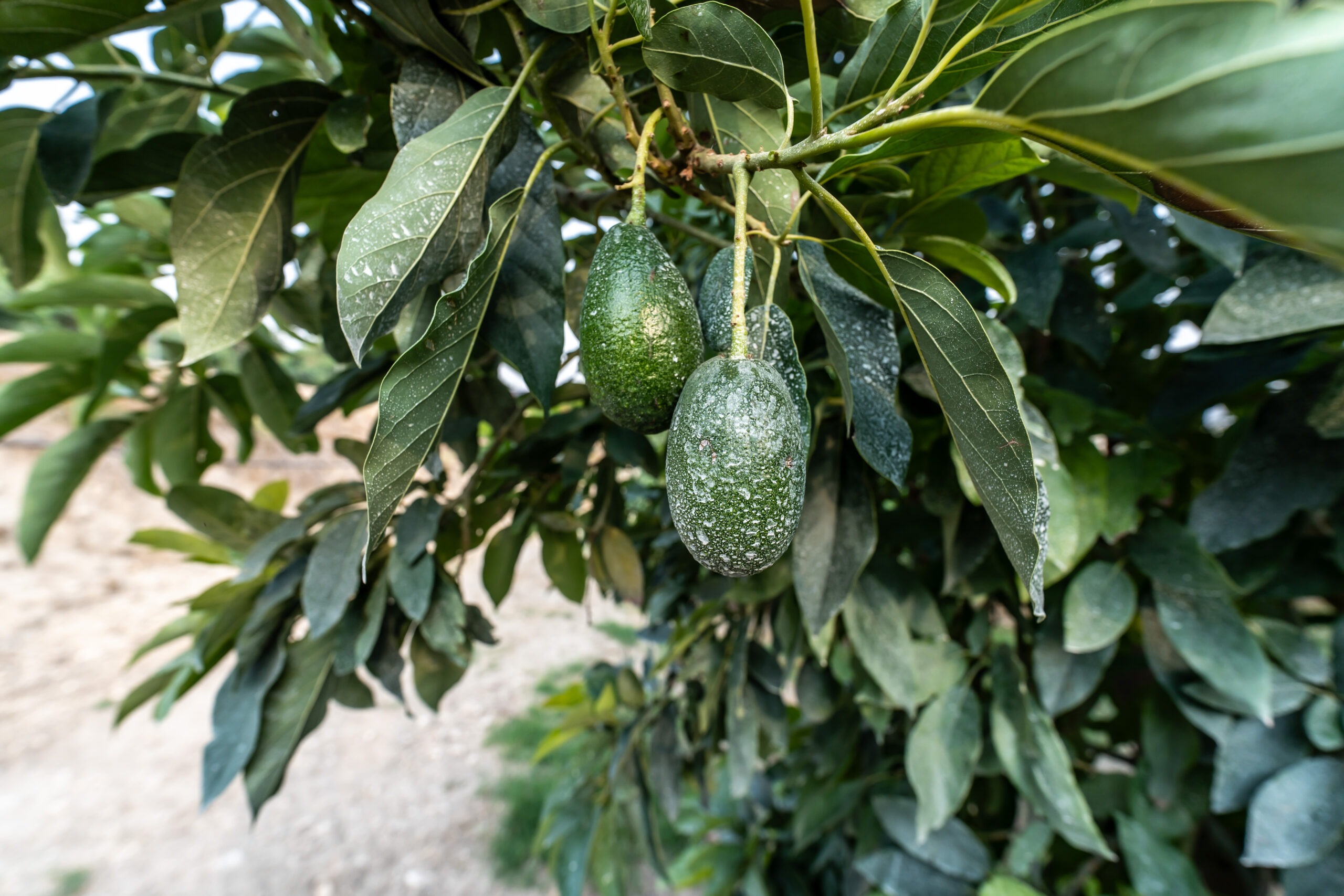 Azienda agricola Miraglia- avocado