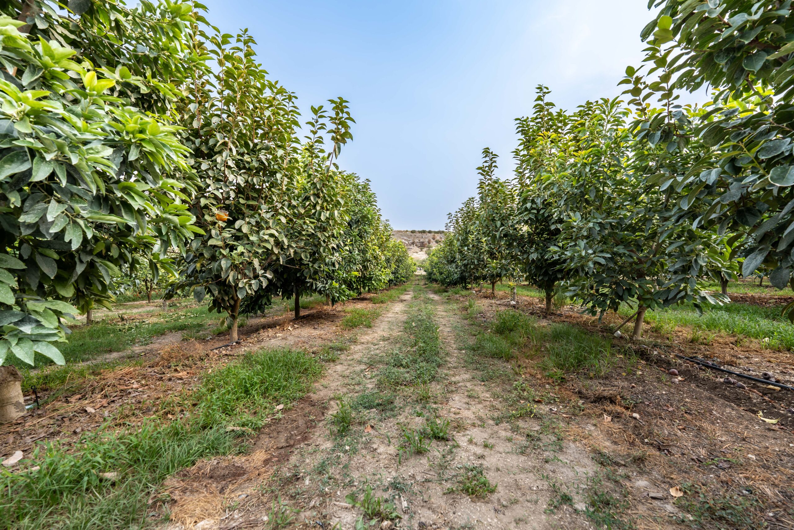 Azienda agricola Miraglia- Filari