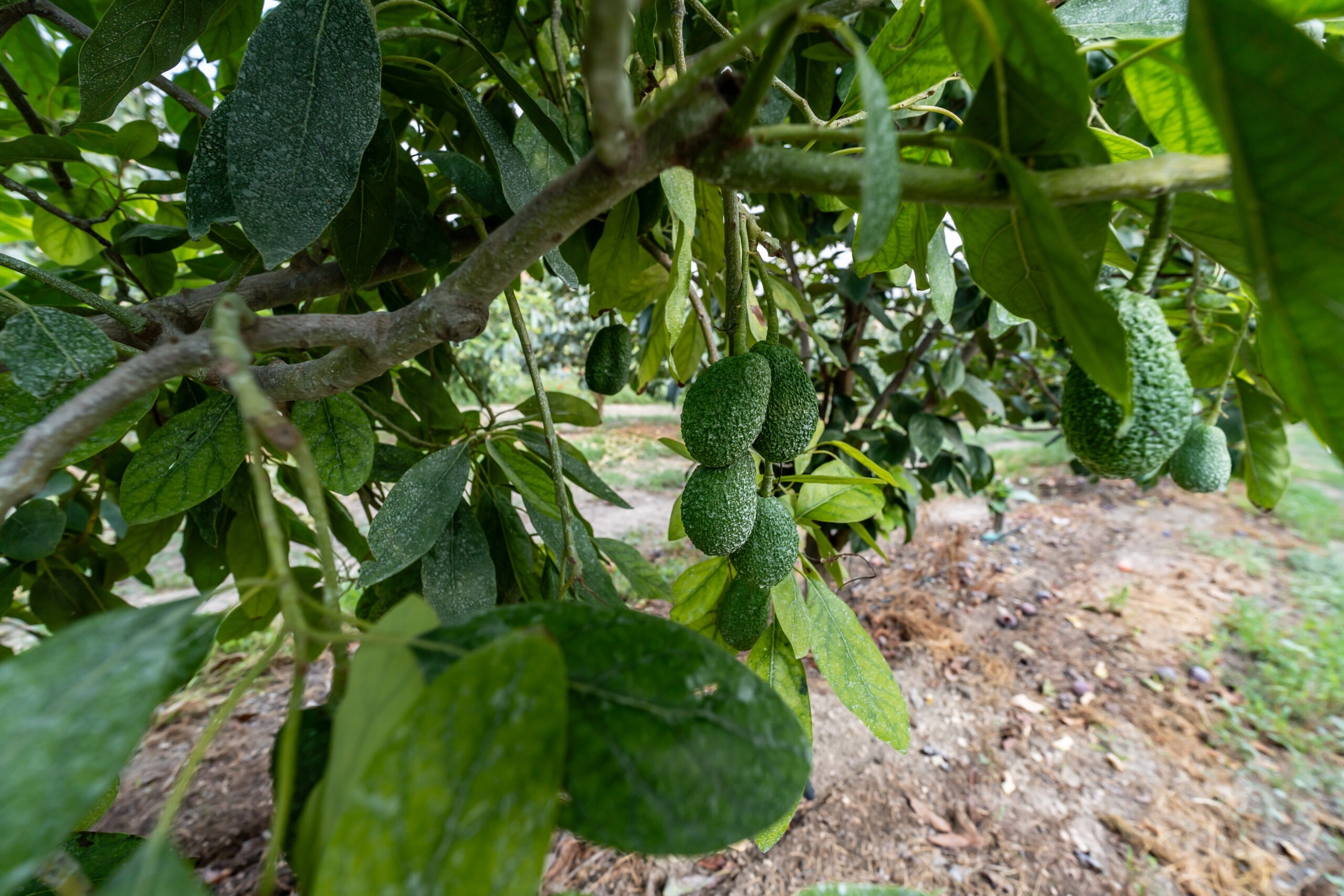 Azienda agricola Miraglia- Avocado