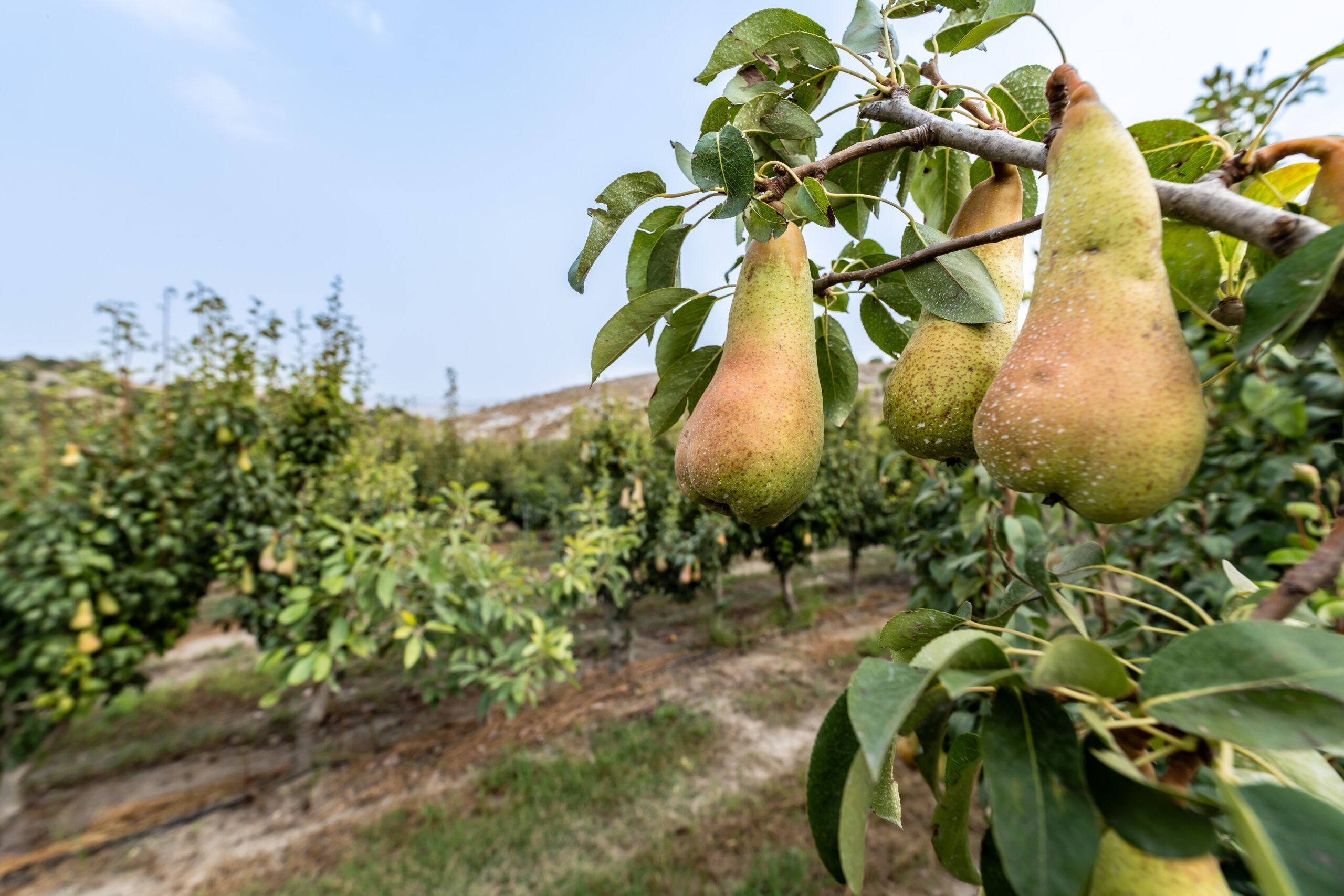Azienda agricola Miraglia - Pereto