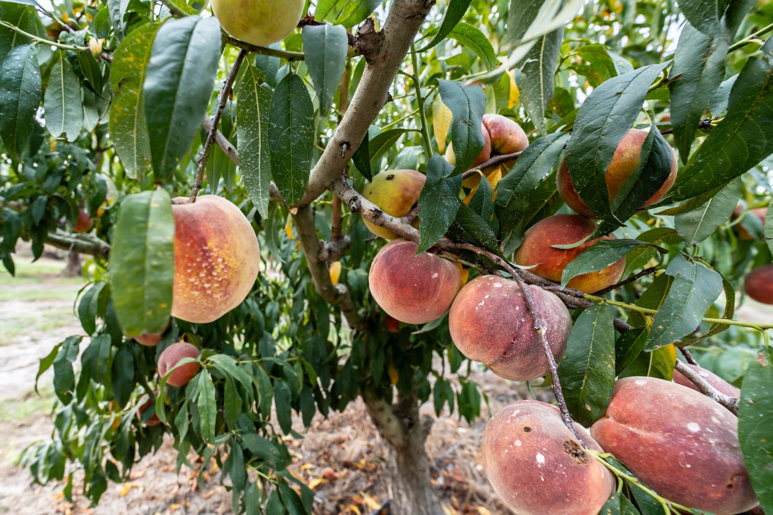 Azienda agricola Miraglia- pescheto