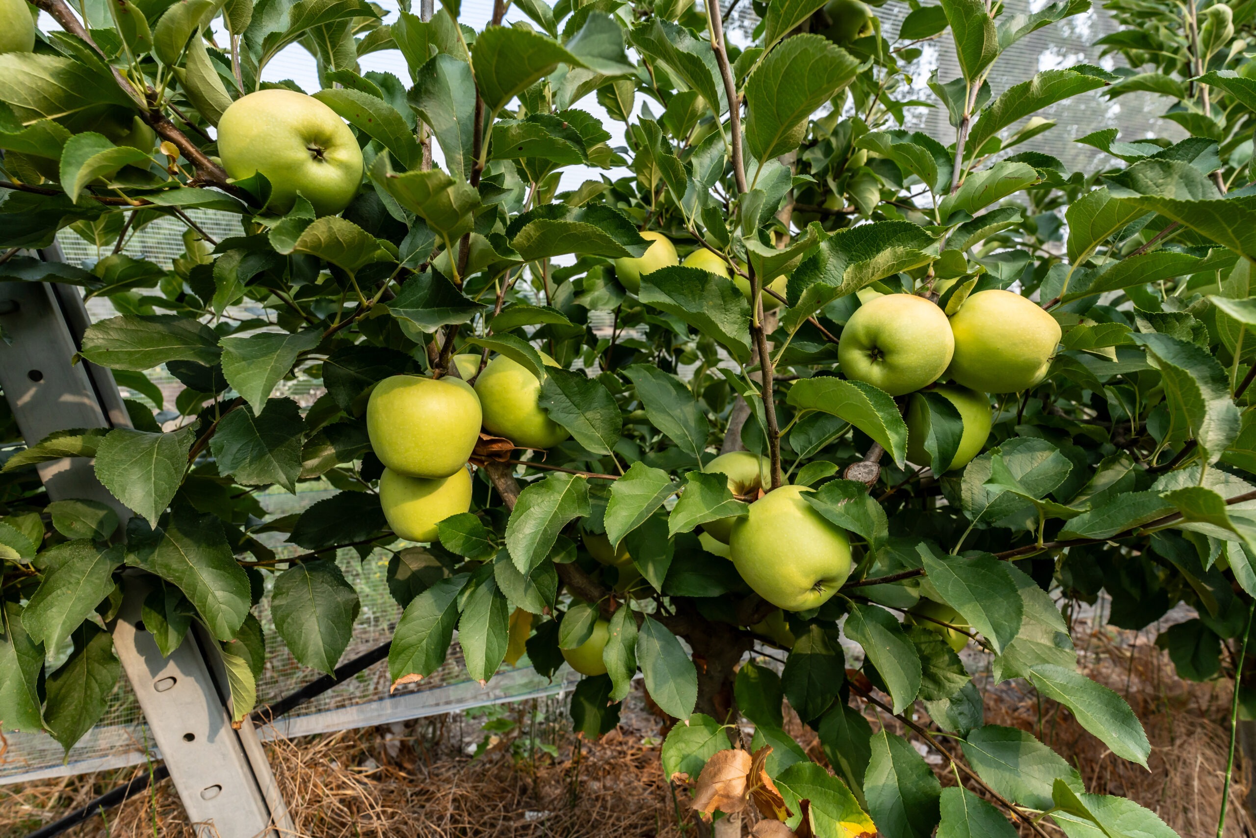 Azienda agricola Miraglia- Meleto